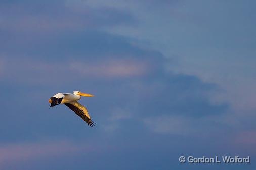 White Pelican In Flight_35572.jpg - American White Pelican (Pelecanus erythrorhynchos)Photographed along the Gulf coast near Port Lavaca, Texas, USA. 